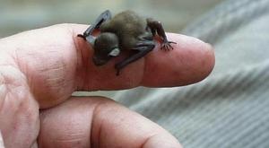the smallest mammal on the planet the Bumblebee Bat Weighing as much as a penny